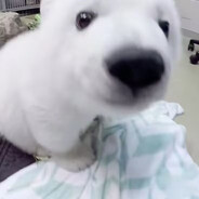 小能熊