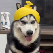 开始将获得更好