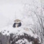 DahPandaGamer