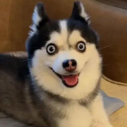 AAA鸡蛋批发强哥