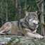 Werewolfdaughter ΘΔ