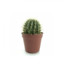 Cactus42069
