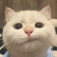 宇宙最酷的猫猫