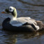 Spectacled eider