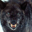 [DH] DarkWolf {α}
