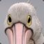 {NUT} Furious Pelican