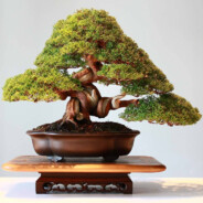 Bonsai