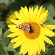 卿哥给你买糖吃