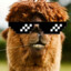 TheAlpaca