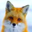 FoxyTk