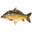 Carp