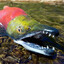 Silly Salmon81