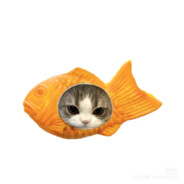 小猫爱吃鱼本人