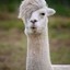 nicealpaca