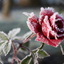 IcyRedRose