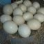 Ostrich_Eggs