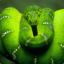 GreenViper