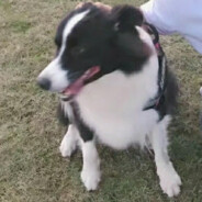 天才美少女Lucky