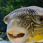 Fishe :) 🐟