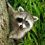 yenot.raccoon