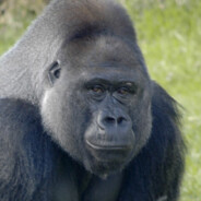 Gorilla