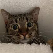 pashaNightmereq_CSGOSKINS