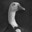 crippled goose
