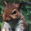 Avatar of Sneaky Squirrel