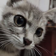 killer cat