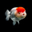 dafishman