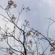 想睡觉的白内裤