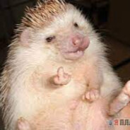 Britii Yozhik - steam id 76561199441201391