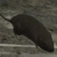 RattusRegem