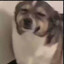 Lpotato