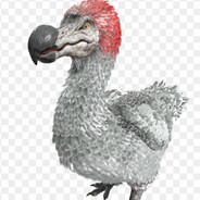 DODO