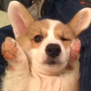 汪汪的主人是喵喵