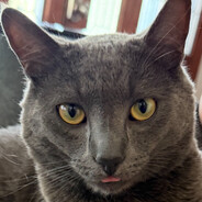 Löaf's Avatar