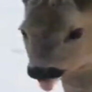 Lost Deer