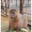 Bobtone the Capybara