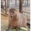 Bobtone the Capybara