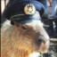 Police Capybara