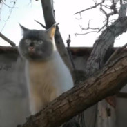 91 オウ　せんせい