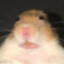 Rodent