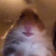 MisterGerbil