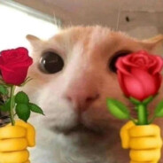 贴脸啪的一个右鞭腿