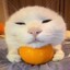 Cat orange bot 24/7 🍊