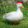 Christmas Duck's avatar