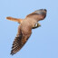 Kestrel