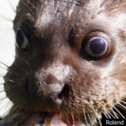 ANGRY OTTER - steam id 76561197963152384