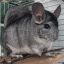 [LFL] Chinchilla